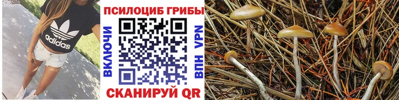 Псилоцибиновые грибы GOLDEN TEACHER  мориарти Telegram  Осинники  где купить наркотик 